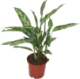 ad_plant.png